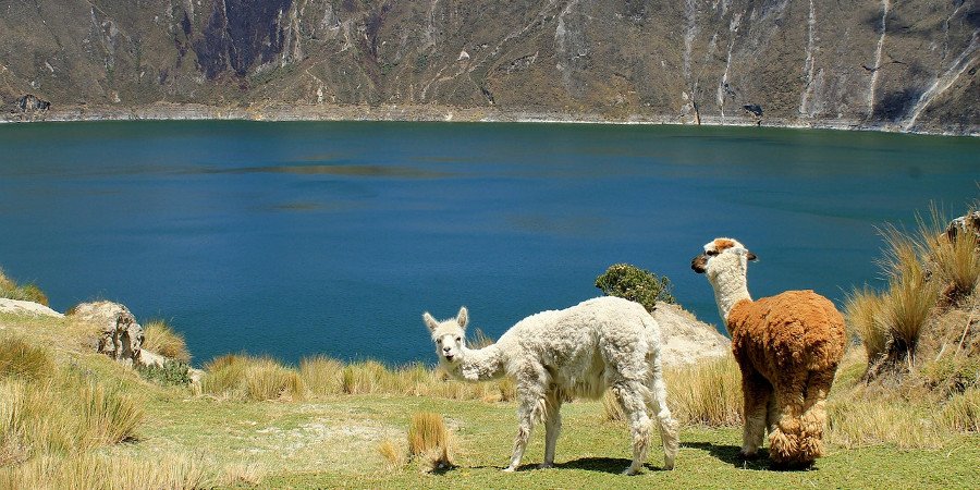 Lama,mammiferi tipici delle zone dell'Ecuador